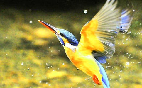 小學三年級語文教案:《翠鳥》