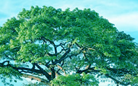 ���Դ���ٷN��