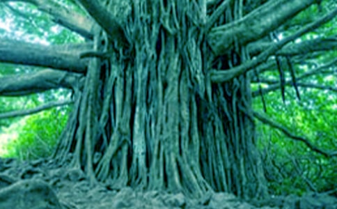 �����c���