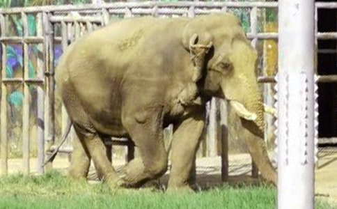 大象作文(通用33篇)