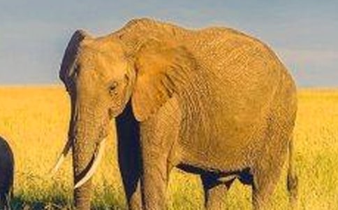 大象洗澡作文(精選24篇)