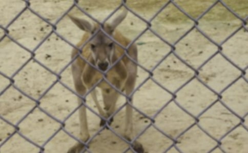 ��������ِ����