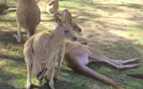 袋鼠優(yōu)秀作文(精選30篇)