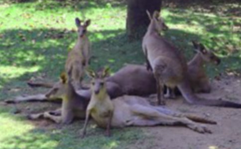 大班體育教案《調(diào)皮的小袋鼠》反思