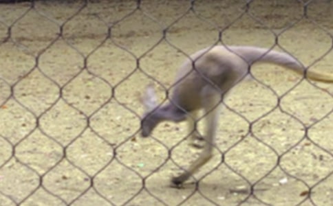 С���w���̰������󋌋�