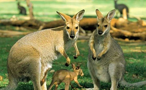 形容小袋鼠的句子