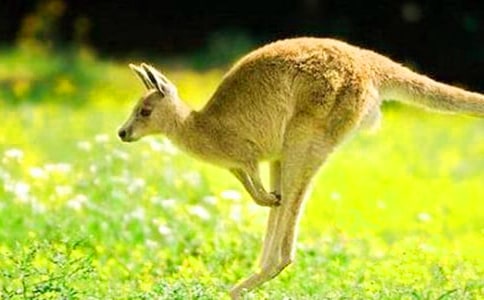 小班體育袋鼠跳跳教案(通用5篇)