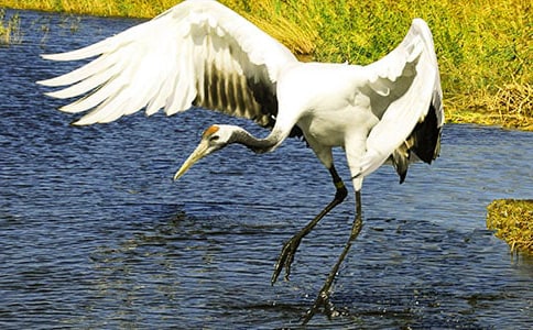 《美麗的丹頂鶴》 及教后記