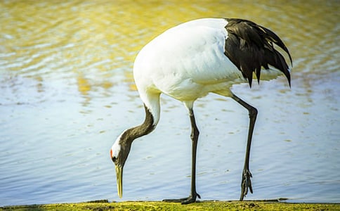 �����ĵ���Q����