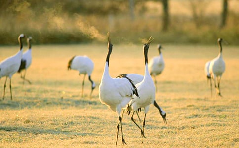 丹頂鶴作文(15篇)