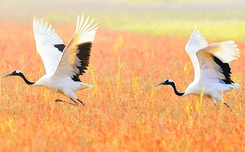 《美麗的丹頂鶴》