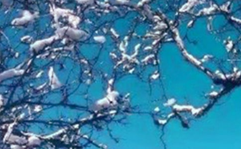 潔白的冬天作文