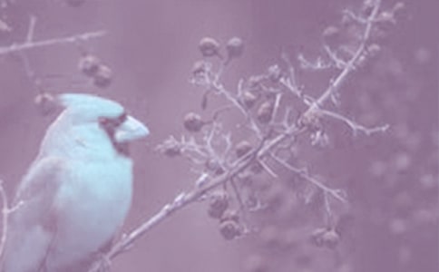 ��(d��ng)ֲ��ʯ����