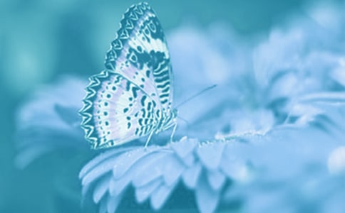 ��ֲ��o��Ć�ʾ