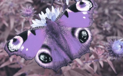 �^���ֲ����ӛ