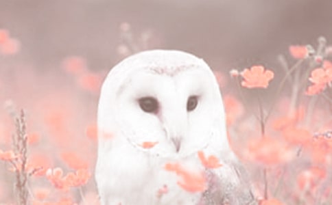 保護(hù)珍稀動(dòng)植物倡議書范文