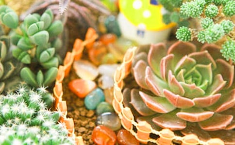 多肉優(yōu)秀作文【精華10篇】