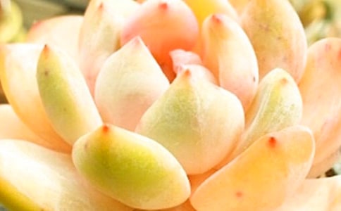 多肉優(yōu)秀作文(合集10篇)