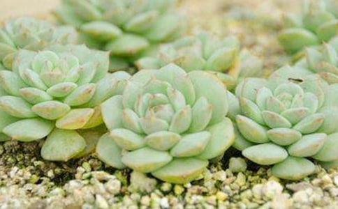 �������ӛ