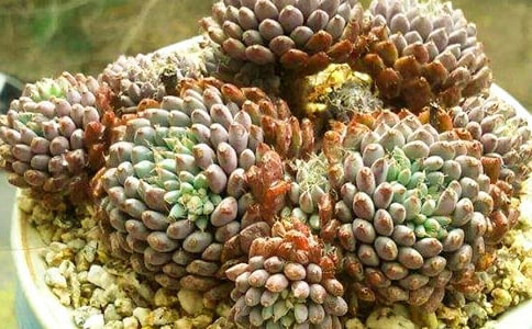 ���������15ƪ