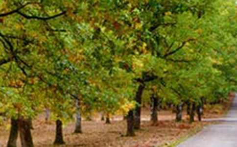 ɢ�ģ��L(f��ng)���f���O