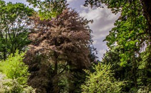 寫風景的優(yōu)秀作文(精選41篇)