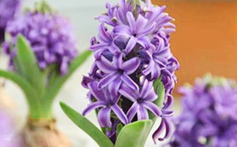 風(fēng)信子作文15篇(精品)