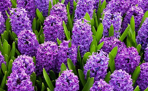 風(fēng)信子作文(集合15篇)