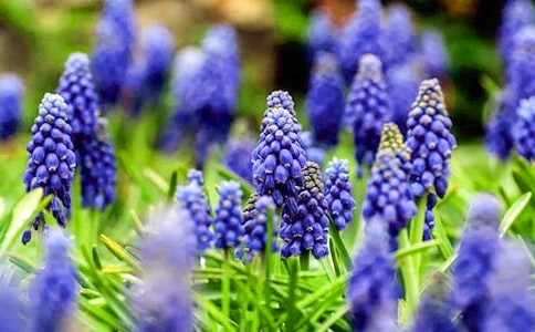 風(fēng)信子優(yōu)秀作文(通用33篇)