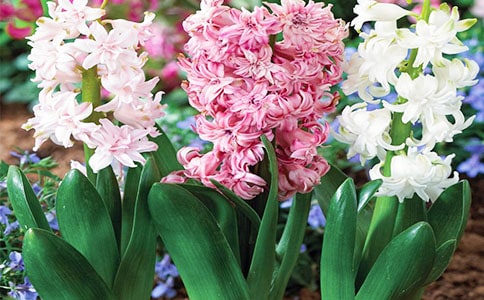 我是一朵風(fēng)信子