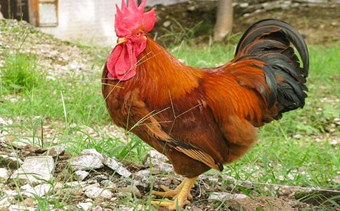 ���f��Ԓ�Ĺ��u����