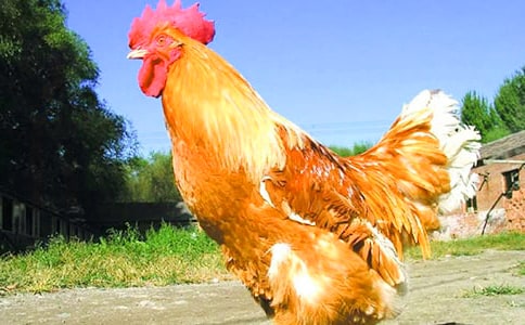 會飛的公雞作文(薦)