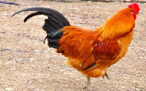 《公雞的臉紅了》 之三