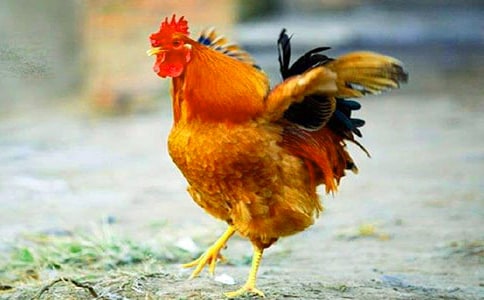 С���u����(��(y��u)��)