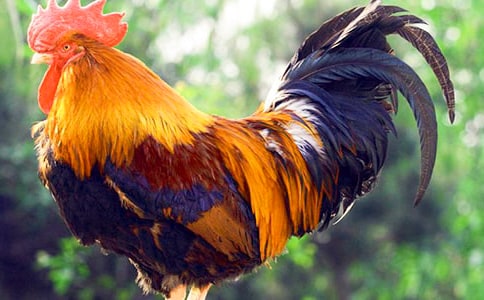 美麗的公雞的教學(xué)設(shè)計(jì)