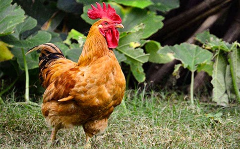 �����u��Ę�t�ˡ� ֮һ