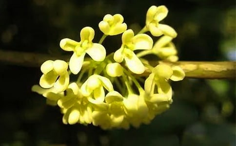 �𻨃�(y��u)�����ģ���(y��u)�x��