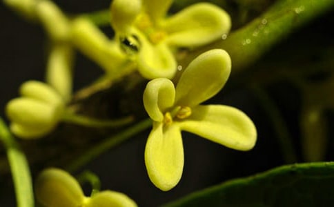 2023��ͨ�����ݹ𻨵ľ���21�l