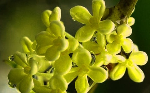 ����(y��u)���𻨃�(y��u)������