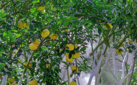 果園學(xué)生作文