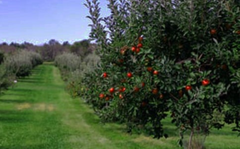 第九冊參觀果園