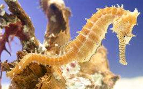 ���R������g�̰�