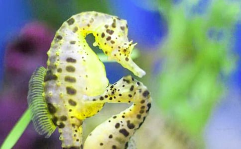 上海馬戲團(tuán)簡介