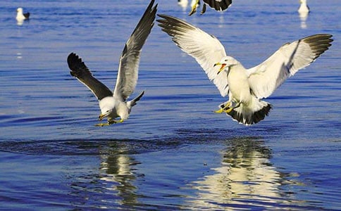 描寫冬天喂海鷗的句子