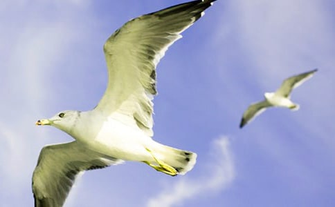 ���w�ɺ��t���Ľ̌W(xu��)�O(sh��)Ӌ