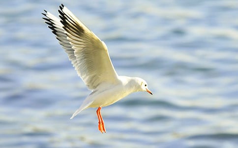 喂海鷗作文(通用27篇)