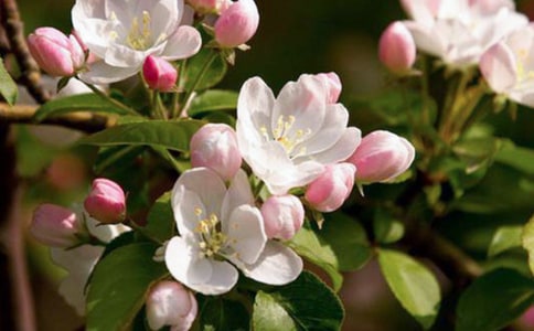 關(guān)于海棠樹的優(yōu)秀作文(通用26篇)