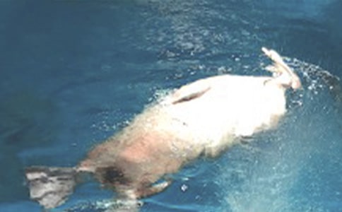 游香港海洋公園作文