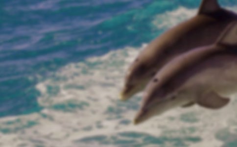 海豚的自述優(yōu)秀作文(通用3篇)