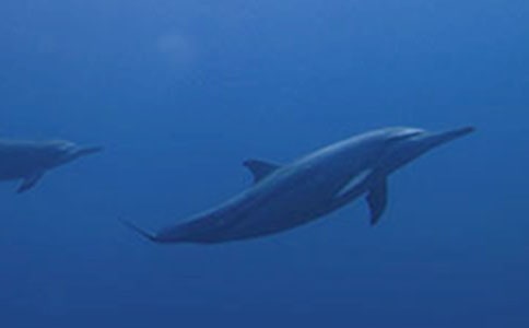 海豚的自述作文(通用20篇)